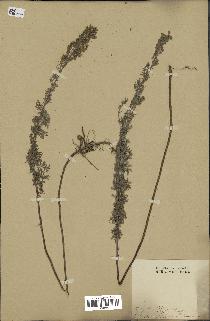 spécimen de Artemisia pontica