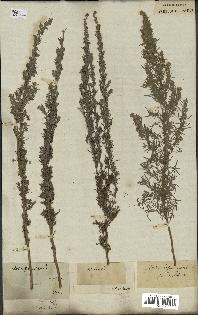spécimen de Artemisia pontica