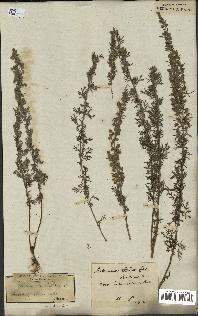 spécimen de Artemisia pontica