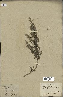 spécimen de Artemisia pontica