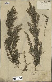 spécimen de Artemisia pontica