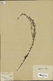 spécimen de Artemisia pontica