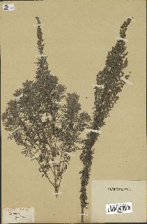 spécimen de Artemisia pontica