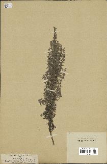 spécimen de Artemisia pontica