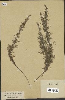 spécimen de Artemisia pontica