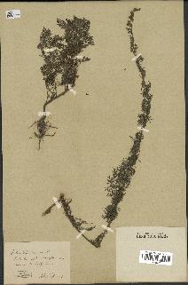 spécimen de Artemisia pontica