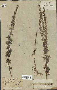 spécimen de Artemisia pontica
