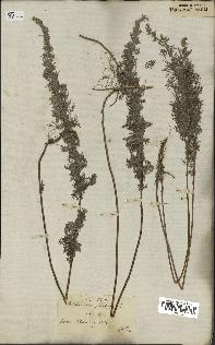 spécimen de Artemisia pontica