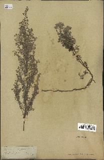 spécimen de Artemisia pontica