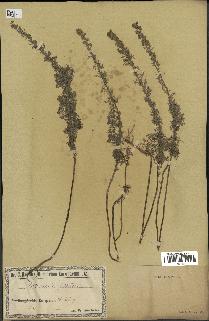 spécimen de Artemisia pontica