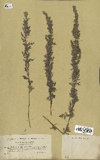spécimen de Artemisia pontica