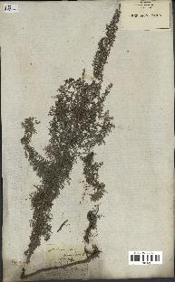 spécimen de Artemisia pontica