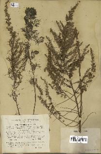 spécimen de Artemisia paniculata