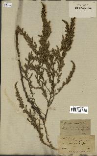 spécimen de Artemisia paniculata