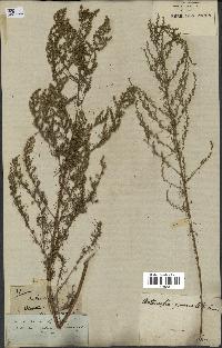 spécimen de Artemisia paniculata