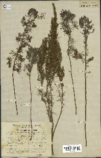 spécimen de Artemisia paniculata