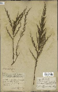 spécimen de Artemisia paniculata