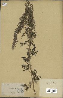 spécimen de Artemisia paniculata