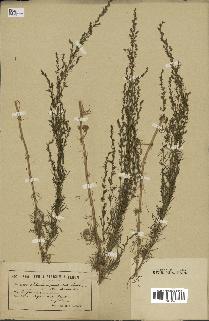 spécimen de Artemisia paniculata