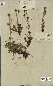 spécimen de Artemisia norvegica