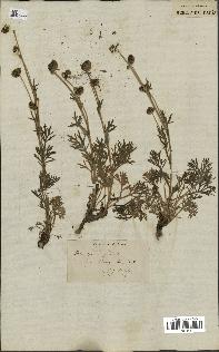 spécimen de Artemisia norvegica