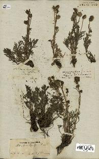 spécimen de Artemisia norvegica