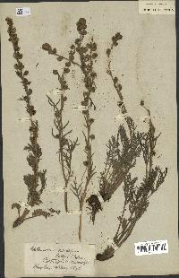 spécimen de Artemisia norvegica