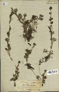 spécimen de Artemisia norvegica