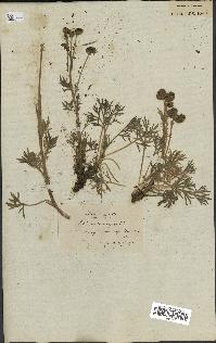 spécimen de Artemisia norvegica