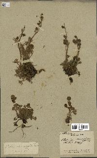 spécimen de Artemisia norvegica