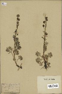 spécimen de Artemisia norvegica