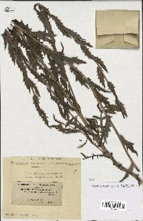 spécimen de Carthamus caeruleus