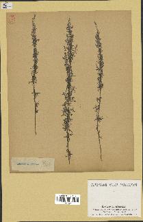 spécimen de Artemisia pontica