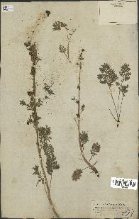 spécimen de Artemisia tanacetifolia