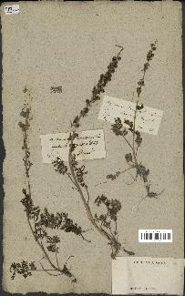 spécimen de Artemisia tanacetifolia