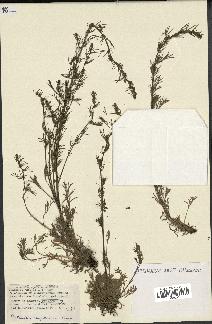 spécimen de Artemisia campestris
