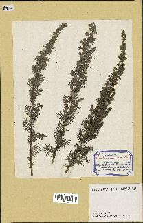 spécimen de Artemisia chamaemelifolia