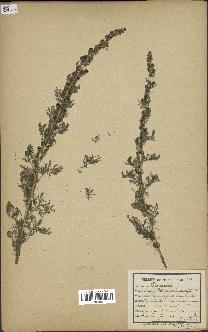 spécimen de Artemisia chamaemelifolia