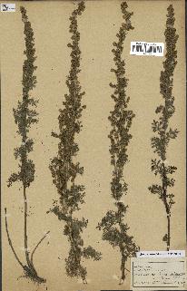 spécimen de Artemisia chamaemelifolia