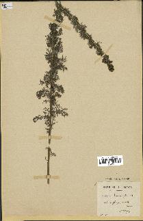 spécimen de Artemisia chamaemelifolia