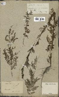 spécimen de Artemisia annua