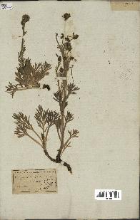 spécimen de Artemisia norvegica