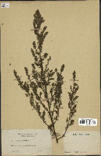 spécimen de Artemisia crithmifolia