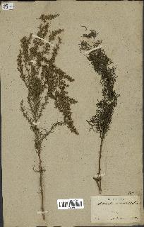 spécimen de Artemisia variabilis