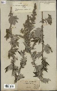 spécimen de Artemisia vulgaris