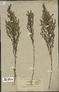 spécimen de Artemisia caerulescens