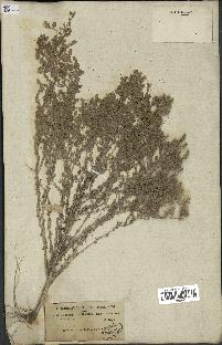 spécimen de Artemisia camphorata