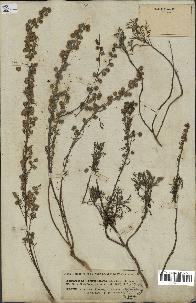 spécimen de Artemisia campestris