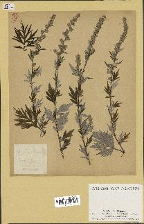 spécimen de Artemisia vulgaris