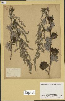 spécimen de Artemisia vulgaris